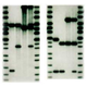 Illustration for article titled Fabricate Your Own DNA Evidence